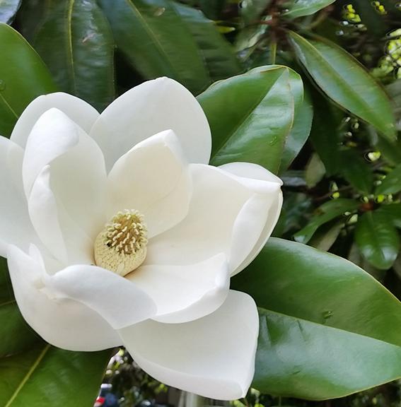 Closeup of a white magnolia flower