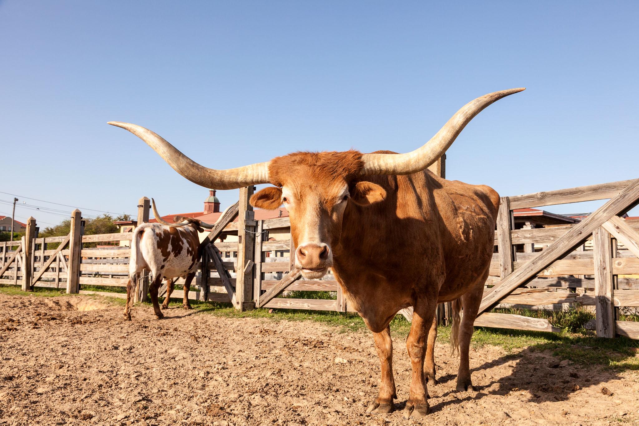 West Texas Longhorn Close-up image of a burnt-orange colored, large Texas Longhorn bull on a West Texas ranch
