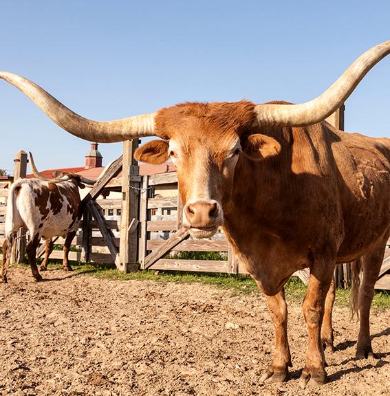 A Texas Longhorn stares at the camera while standing in a paddock in West Texas
